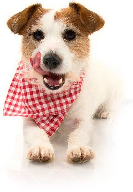 Imagen perro